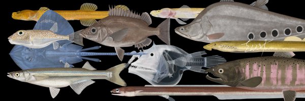 zankurus Profile Banner