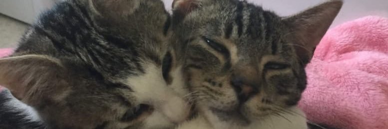 catherine keating banner