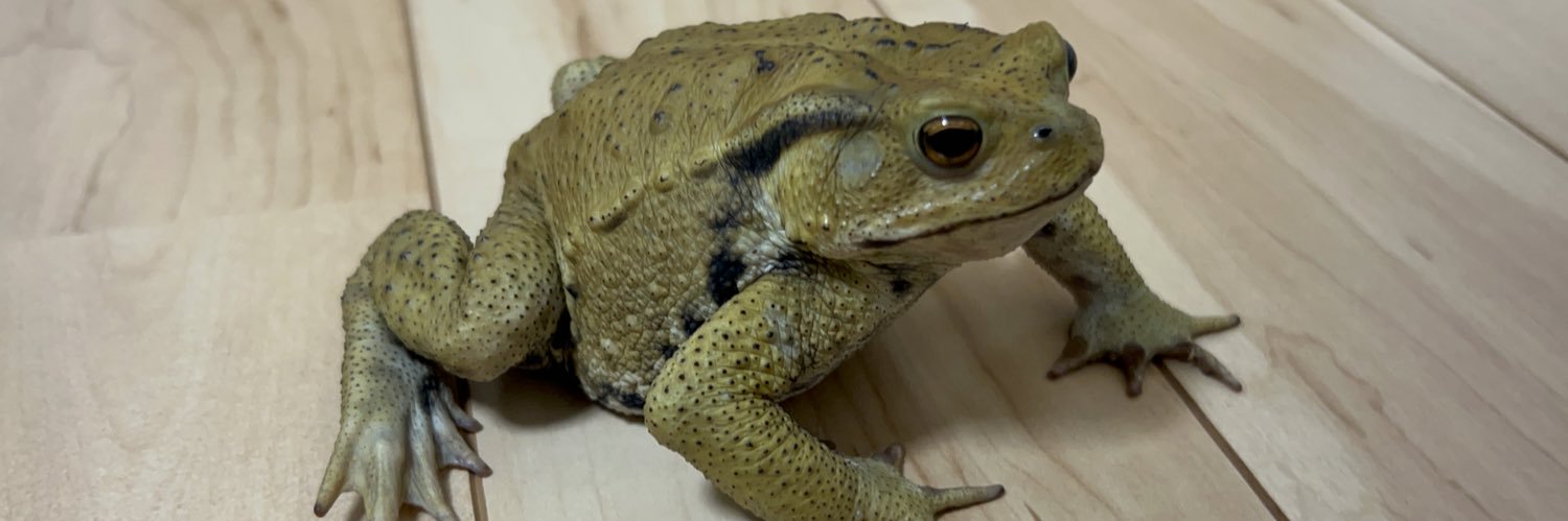 FROG_And_TOAD1's profile banner image