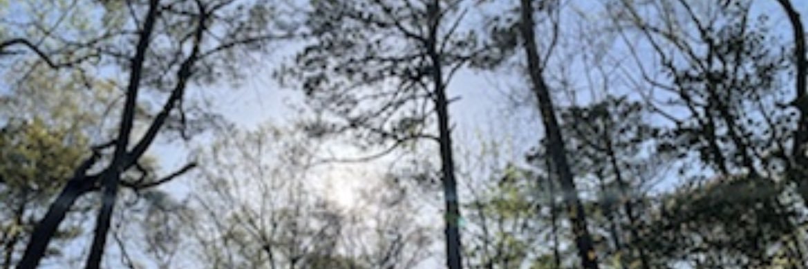 Angela Haynes banner