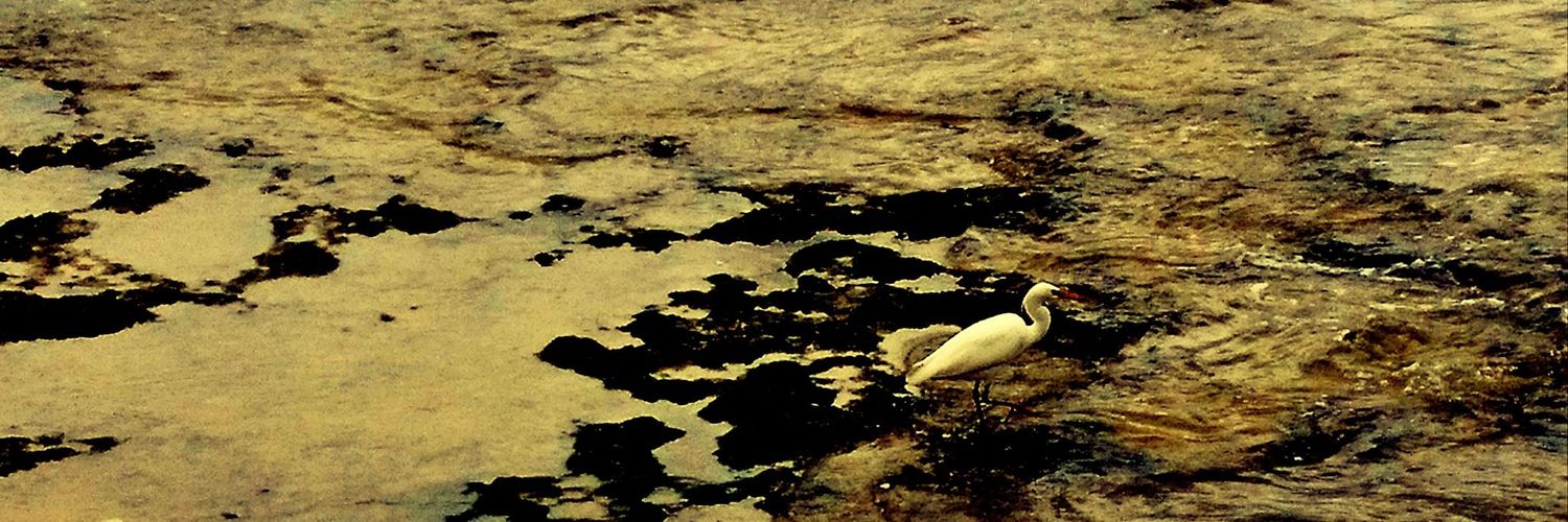 𓅿's banner
