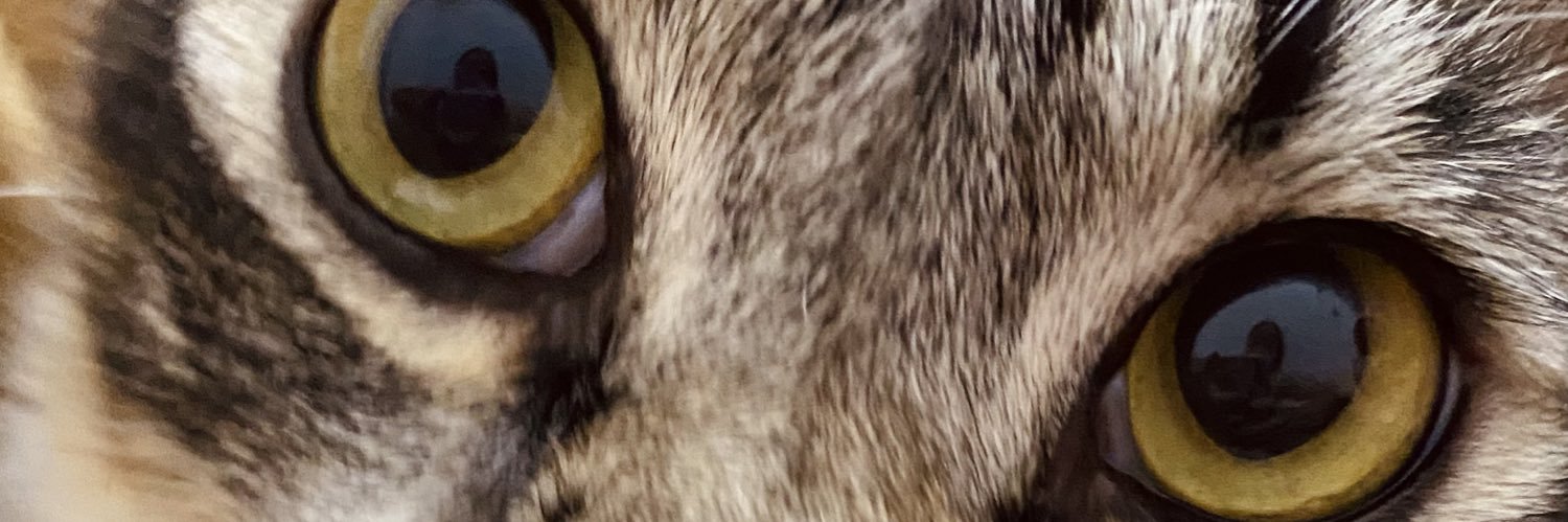ellykcal's profile banner image