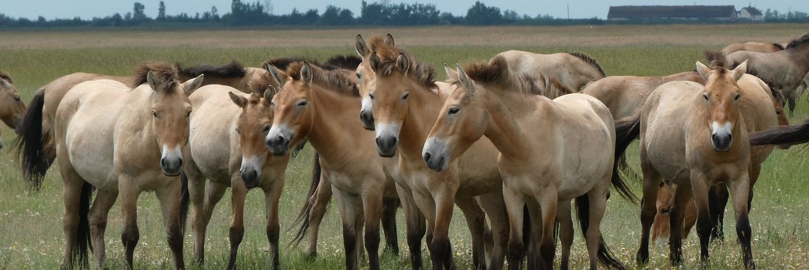 EuropeanBisons's profile banner image