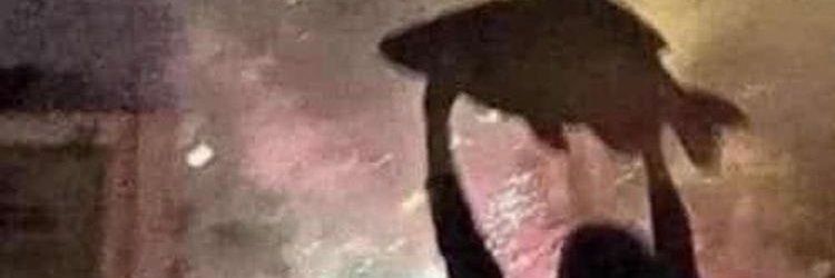 Gooey banner