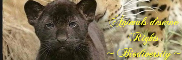 Svetlana banner