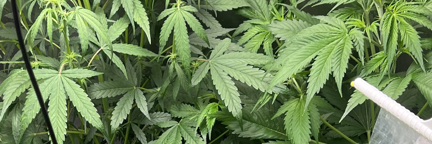 SurfinWaves88 banner