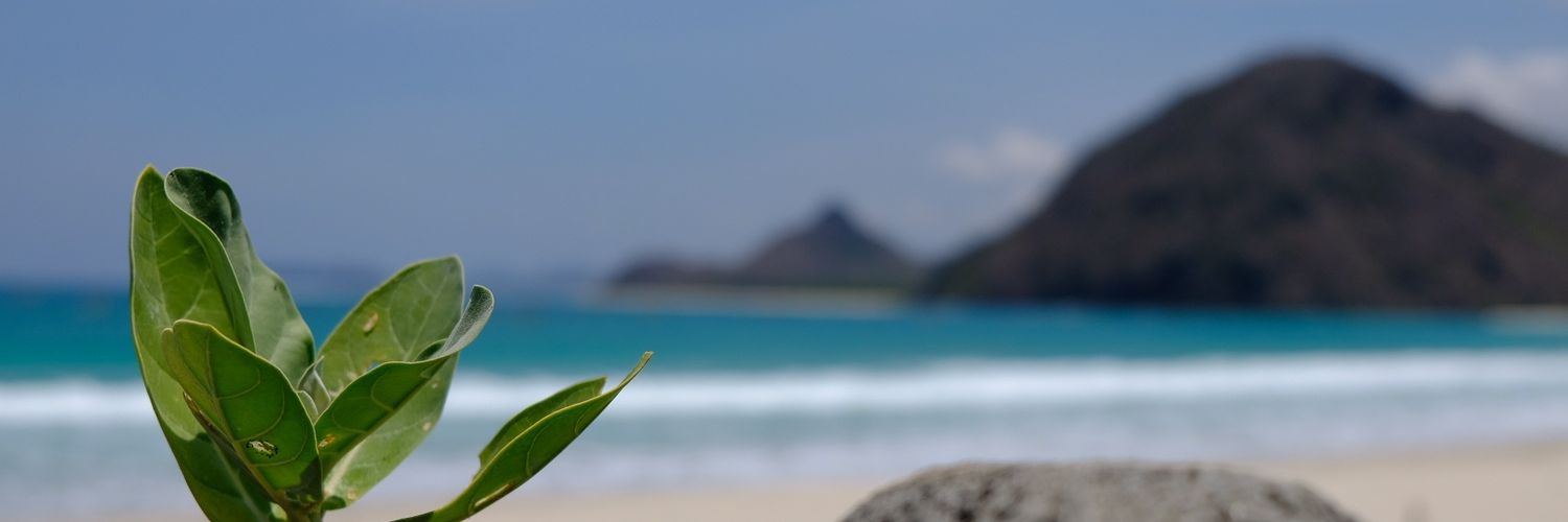 alchsim's profile banner image
