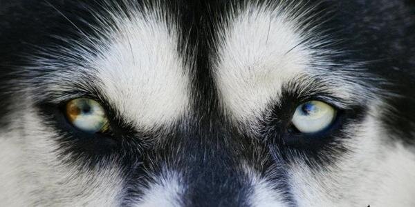 guguk banner