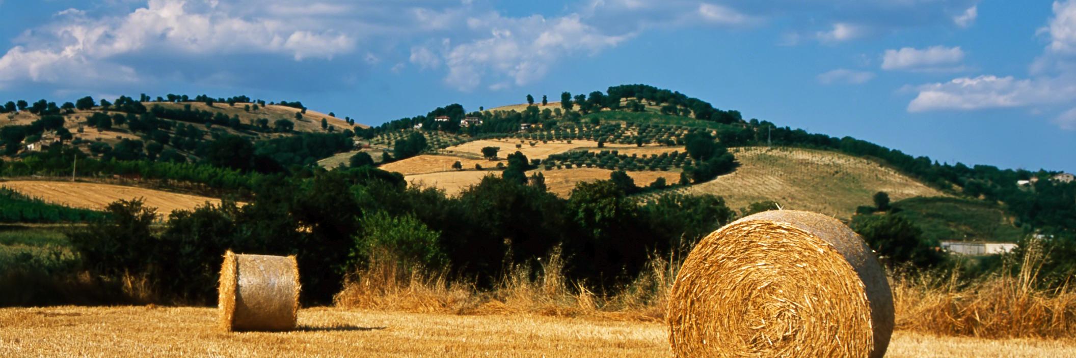 paaaasheim's profile banner image