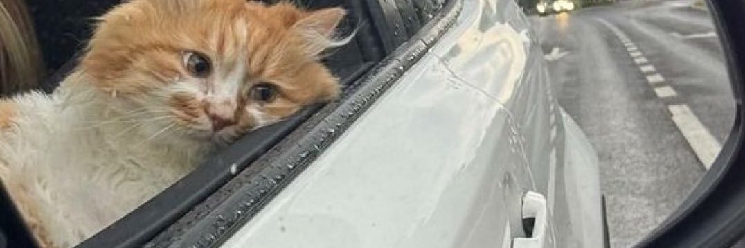 Tapılacak Kadın İko banner