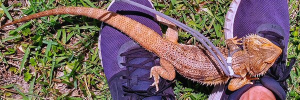 TheDavidLazy Profile Banner