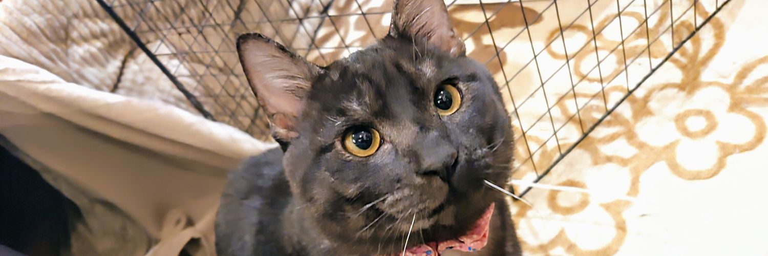 ドスコイちゃん＠V-MAX banner