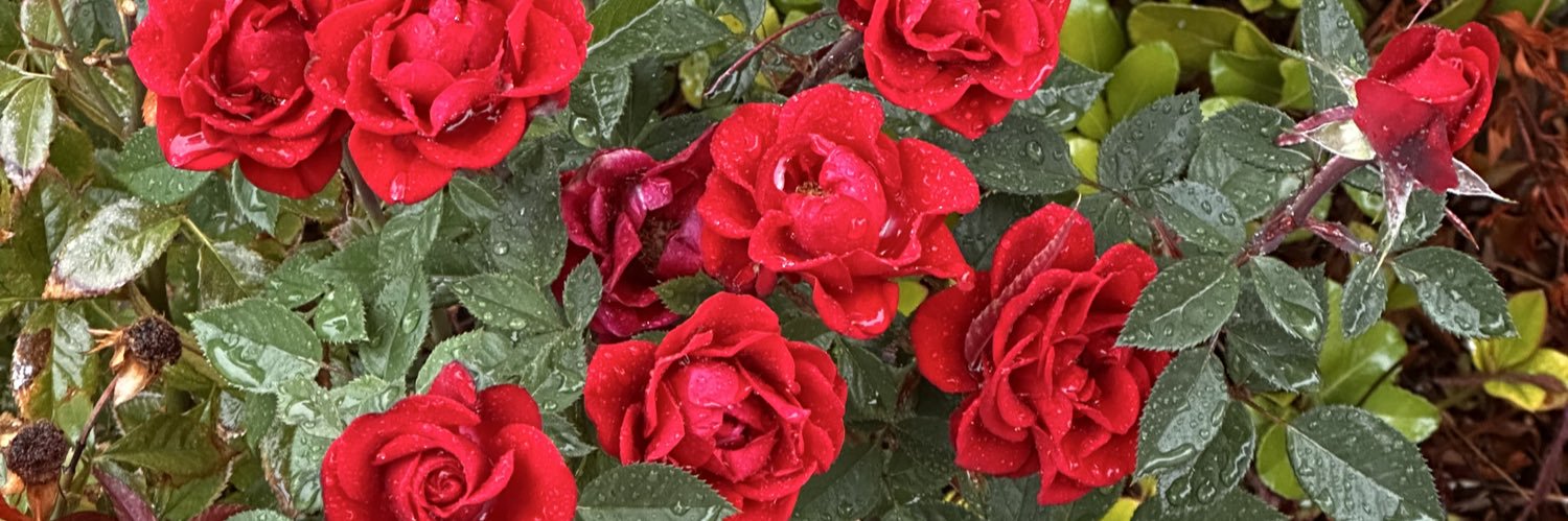 Heather Green 🕊️💚 🌘Moon🌒 banner