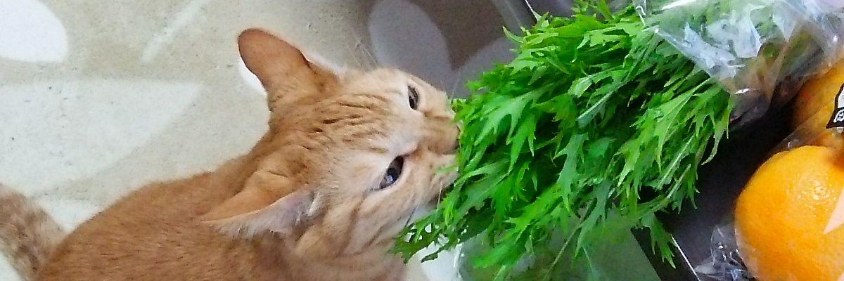 simaneto's profile banner image