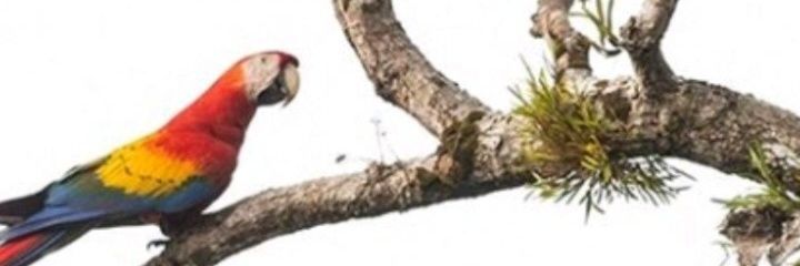 ciroelizur's profile banner image