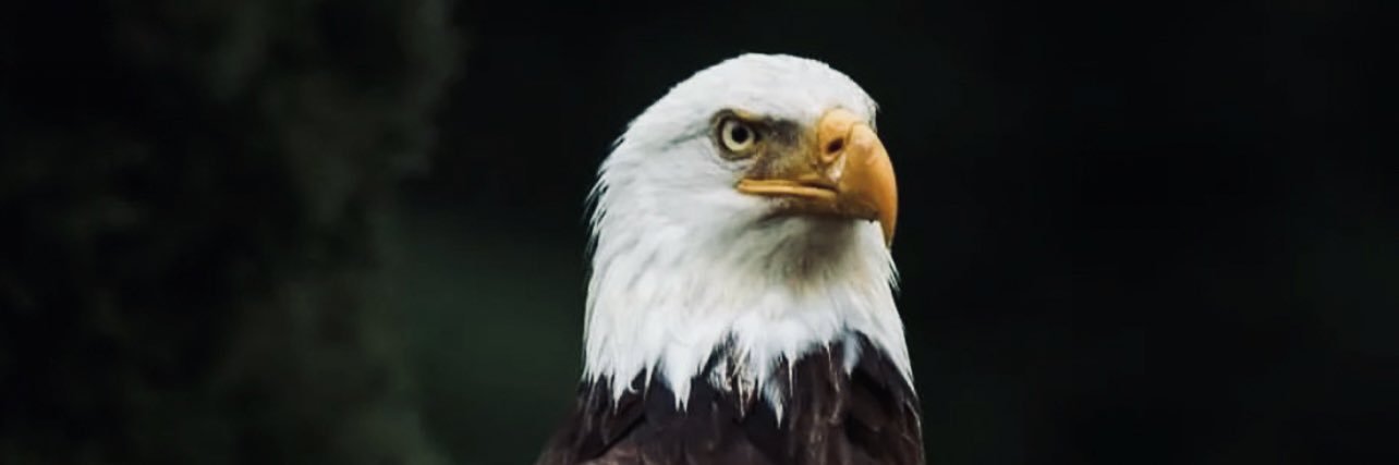 easpyder's profile banner image