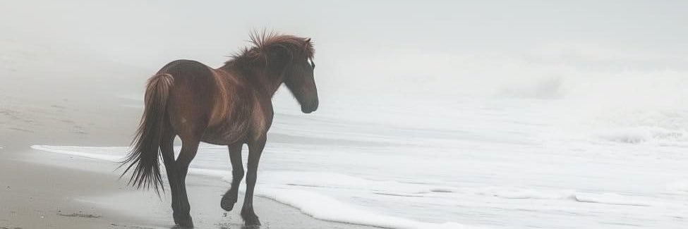 نوير 🌼 banner