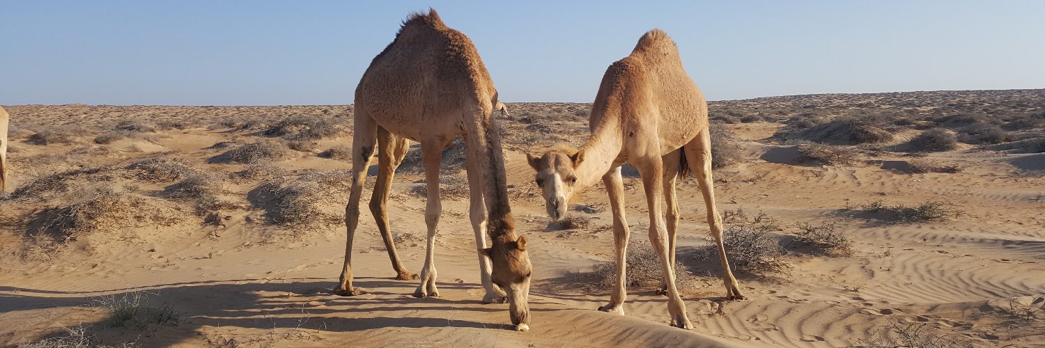 Animals' Angels Middle East banner