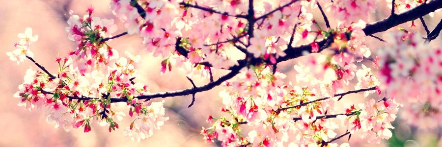 Eternal_Hayz's profile banner image