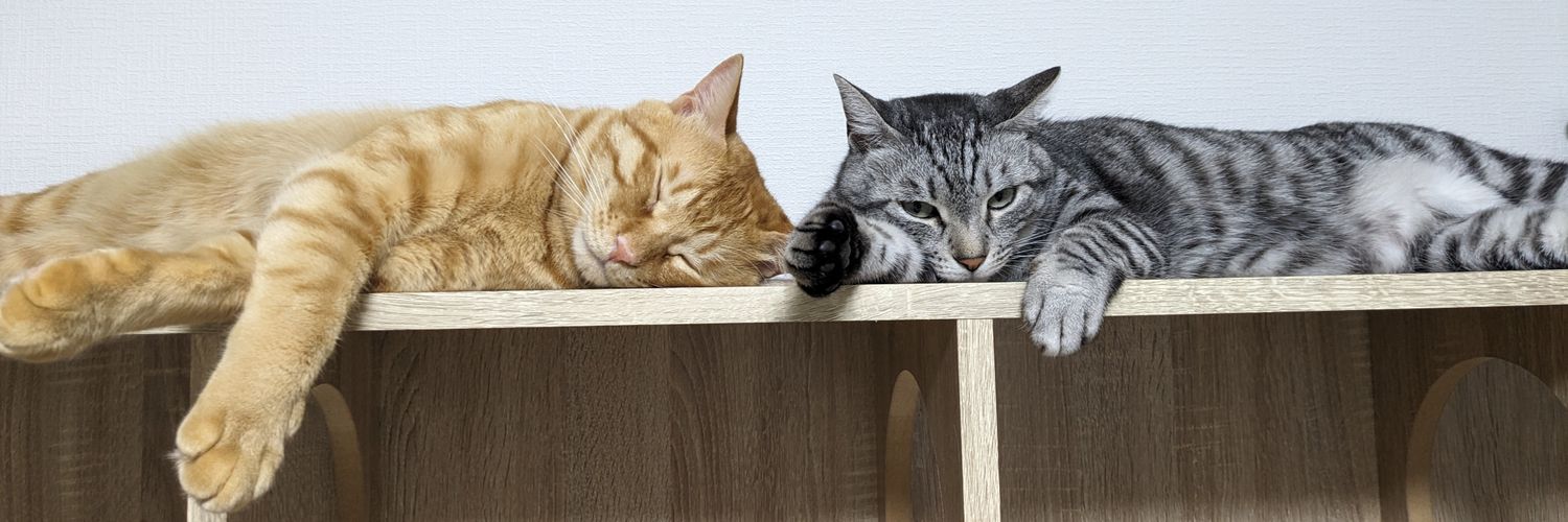 kou-⁠blacktabby banner