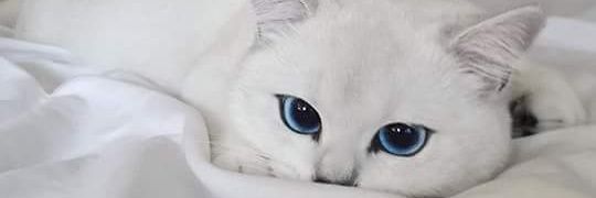 CrisRochaS's profile banner image