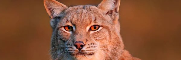 fincher_david77's profile banner image