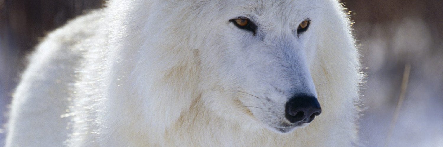 GryngaM's profile banner image
