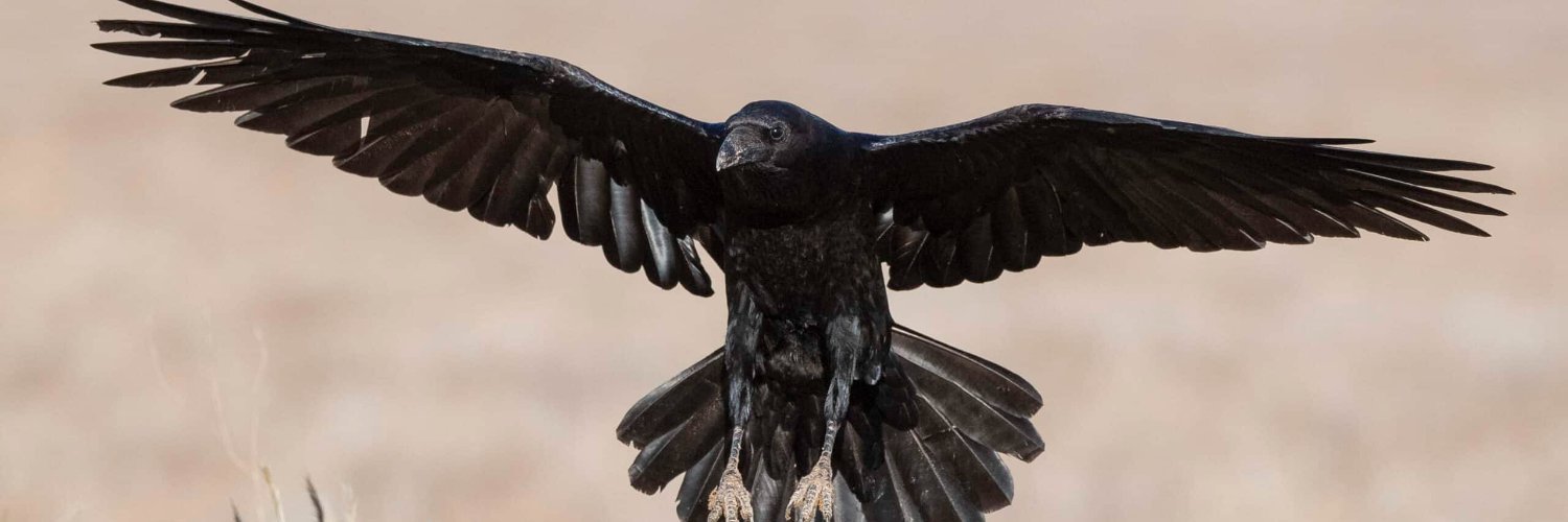 Croooooww's profile banner image