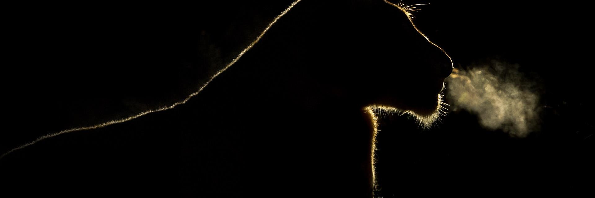 kabibarakamo's profile banner image