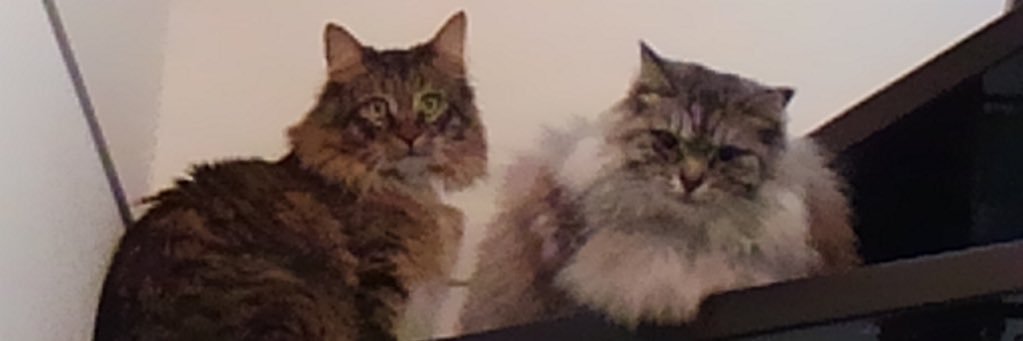 piemo1129's profile banner image