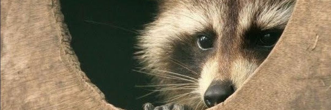 𝙰𝚑𝚐𝚊𝚜𝚎 𝙸𝚗𝚍𝚒𝚐𝚗𝚊𝚍𝚊 banner