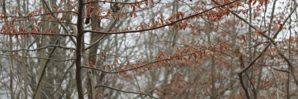 alisalehiman Profile Banner