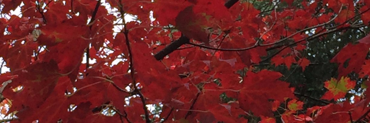 abonneaud's profile banner image