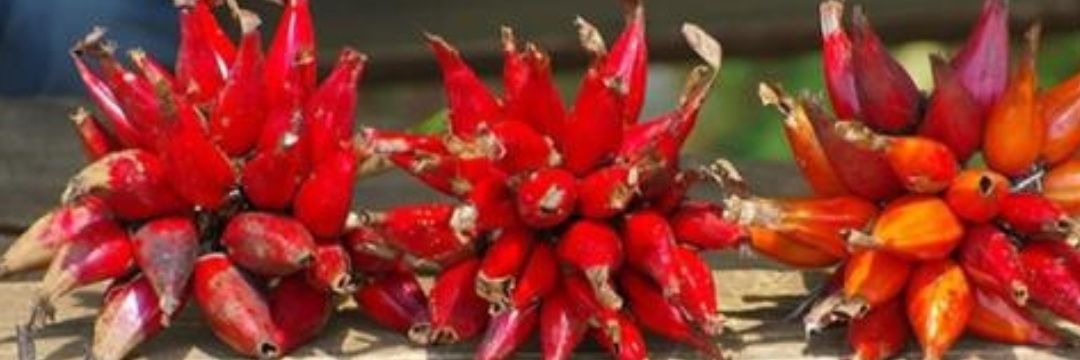 Ginger man ضد الفتن banner