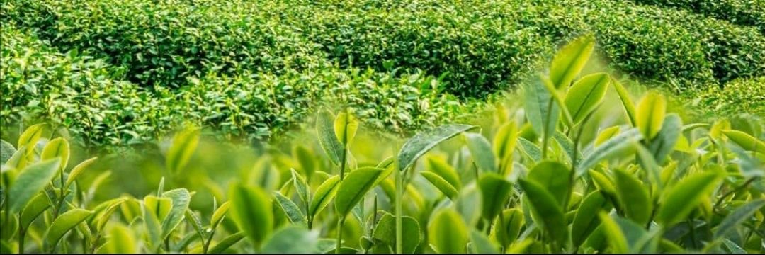 Trichia Germaine 💚's banner