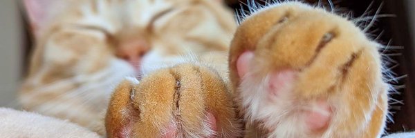 purinlala Profile Banner