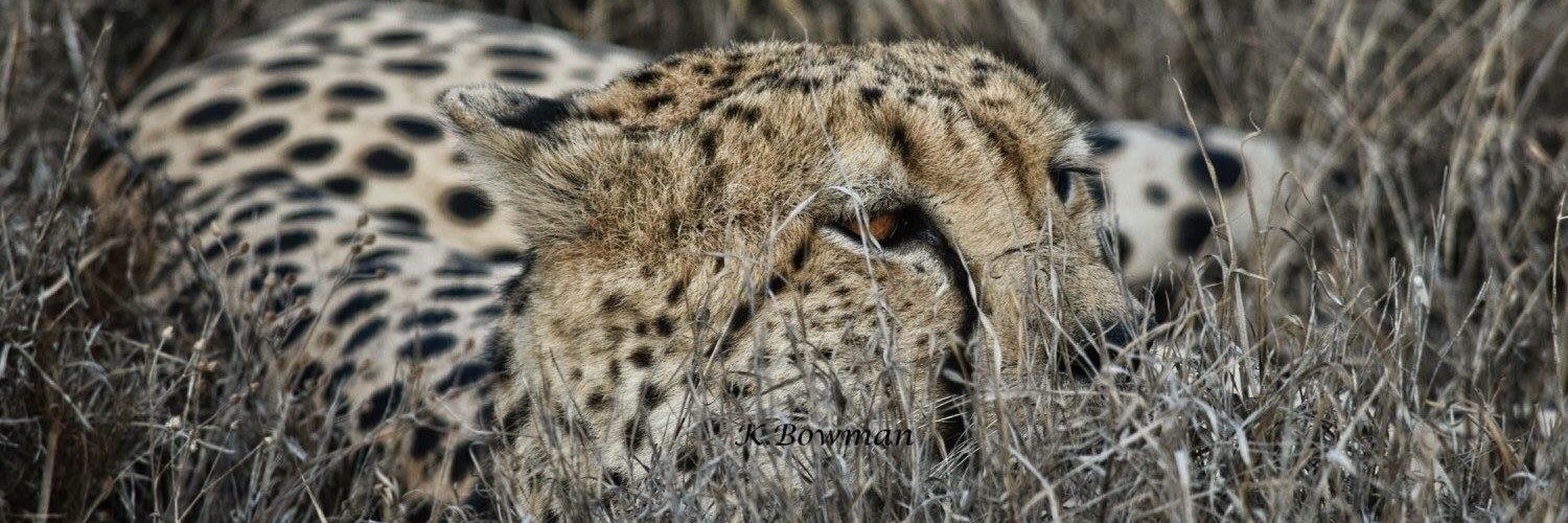 Kimberley Bowman banner