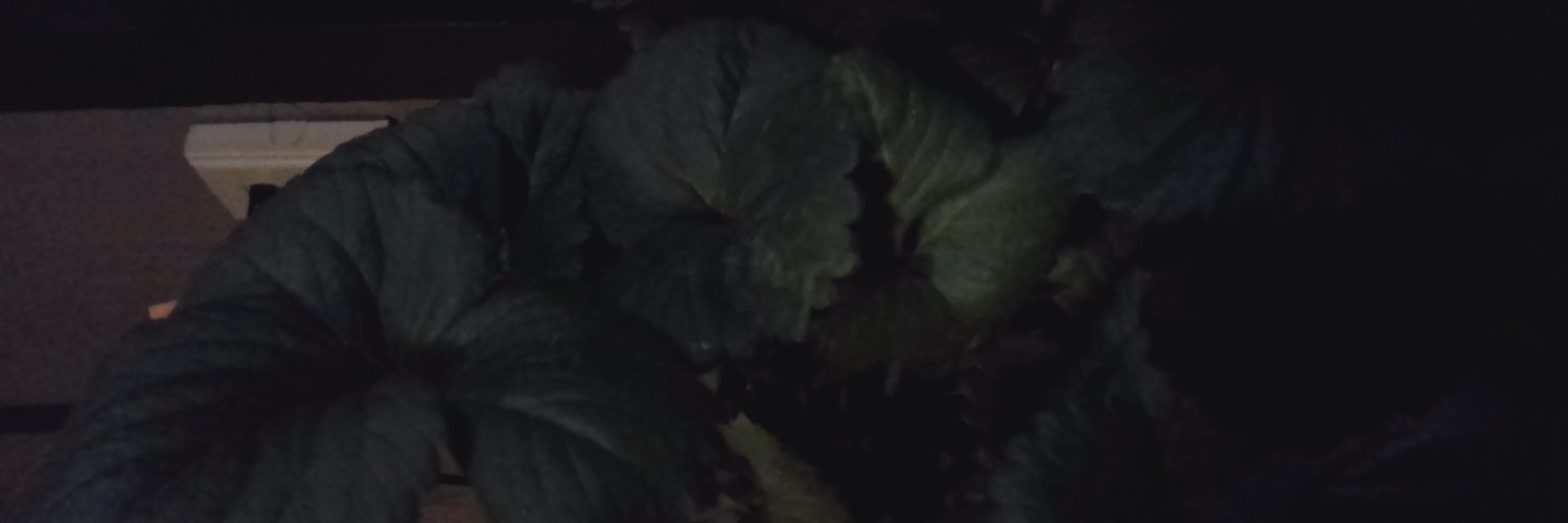 jbrooksflorida's profile banner image