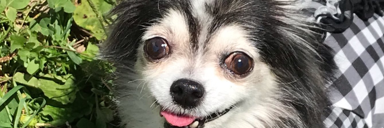 ROSE_Mayu's profile banner image
