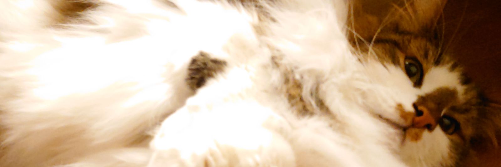 mochinoco's profile banner image