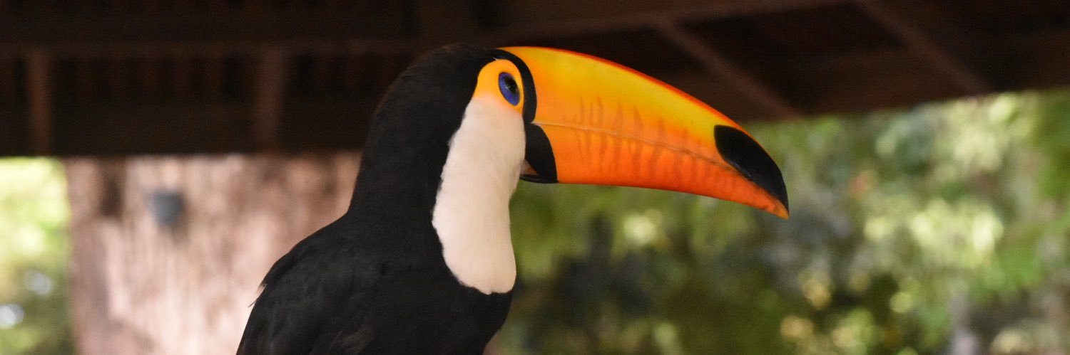 carolzol_'s profile banner image