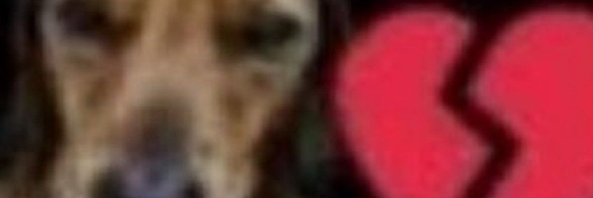 sacabamis's profile banner image