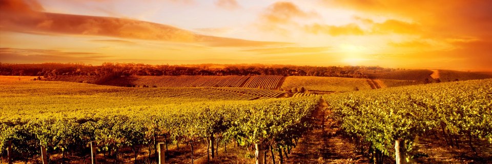 steve dischinger banner