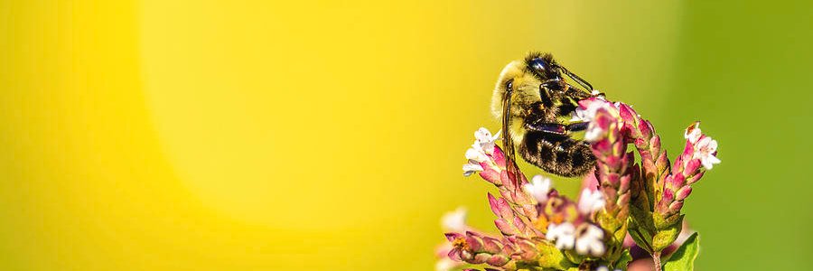 Rachel Morrison's banner