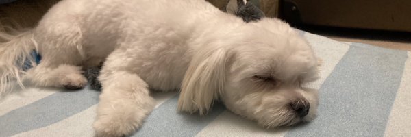 MalteseFuku Profile Banner