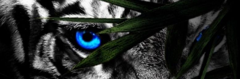 SMedarevic's profile banner image
