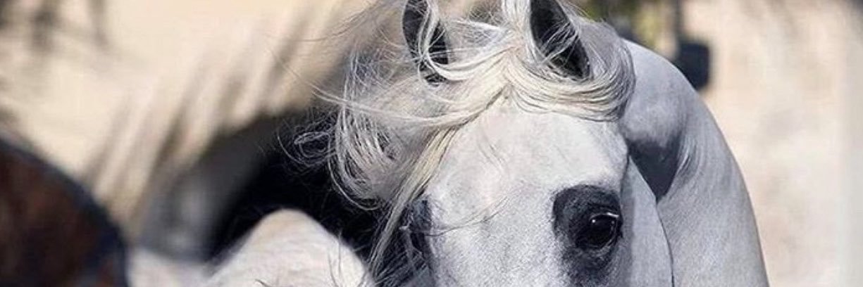 goolden_stud's profile banner image