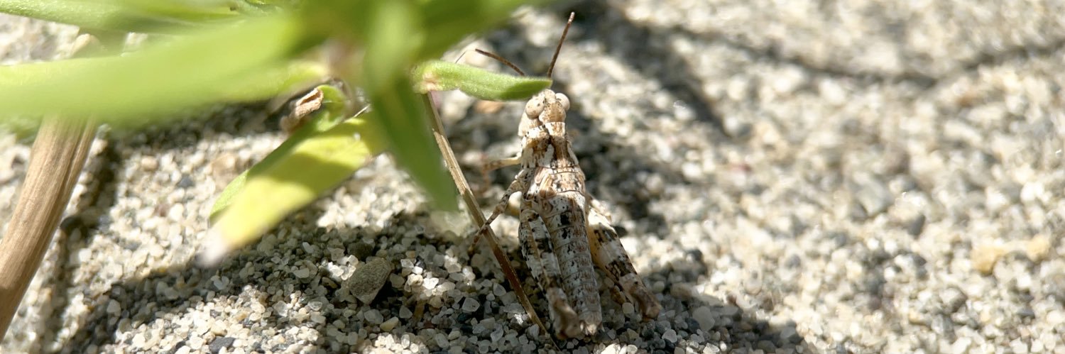 ヤブギリス banner