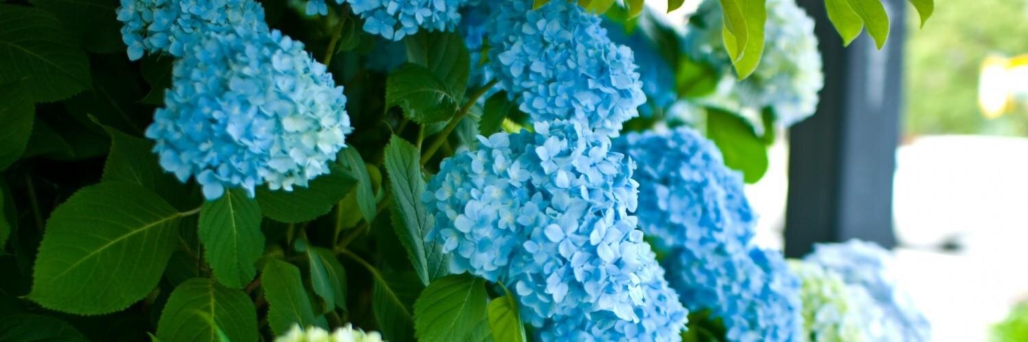 matcha_latte's profile banner image
