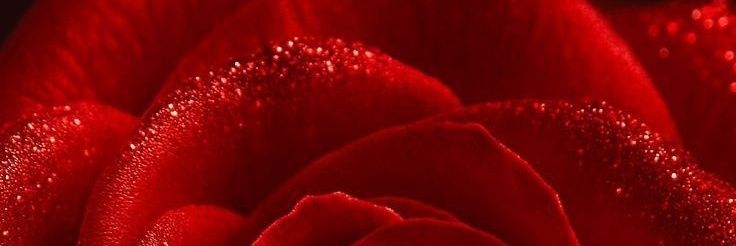 FusionSana's profile banner image